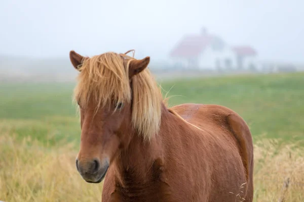 Iceland Thoroughbred Horses Graze Pasture — Stock Photo, Image