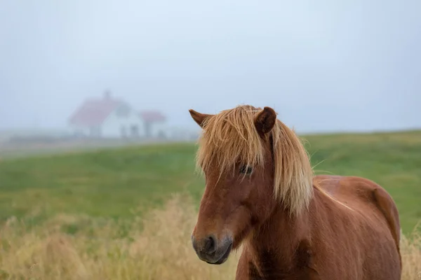 アイスランドのサラブレッド馬の牧草地に放牧します — ストック写真