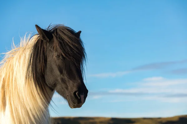 Iceland Thoroughbred Horses Graze Pasture — Stock Photo, Image