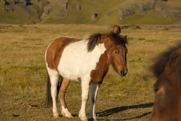 Iceland Thoroughbred Horses Graze Pasture — Stock Photo, Image