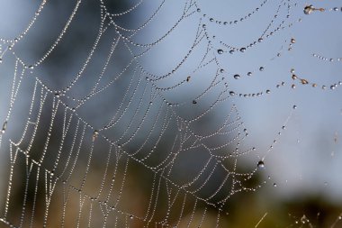 Ağaç üzerinde Maytina. Su çiy örümcek ağı üzerinde bir düşer. Avcı av beklentisiyle