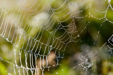 Ağaç üzerinde Maytina. Su çiy örümcek ağı üzerinde bir düşer. Avcı av beklentisiyle