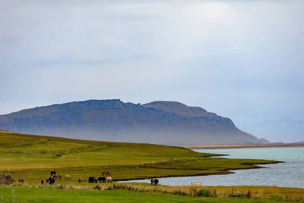 Izland Szép Nyári Táj Kilátással Sziget Jellege — Stock Fotó