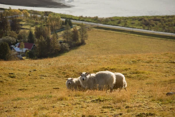 Islandia Krajobrazy Piękne Lato Względu Charakter Wyspy — Zdjęcie stockowe