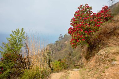 Himalaya Dağları, Nepal yağmur ormanları. Fırtınalı yeşil bitki örtüsü yosunlar ve üzüm ile