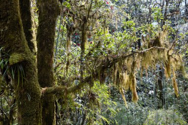 Himalaya Dağları, Nepal yağmur ormanları. Fırtınalı yeşil bitki örtüsü yosunlar ve üzüm ile