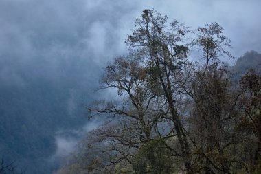 Himalaya Dağları, Nepal yağmur ormanları. Fırtınalı yeşil bitki örtüsü yosunlar ve üzüm ile