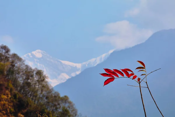 Tepe Annapurna Mavi Gökyüzü Arka Plan Üzerinde Beyaz Himalayalar Nepal — Stok fotoğraf