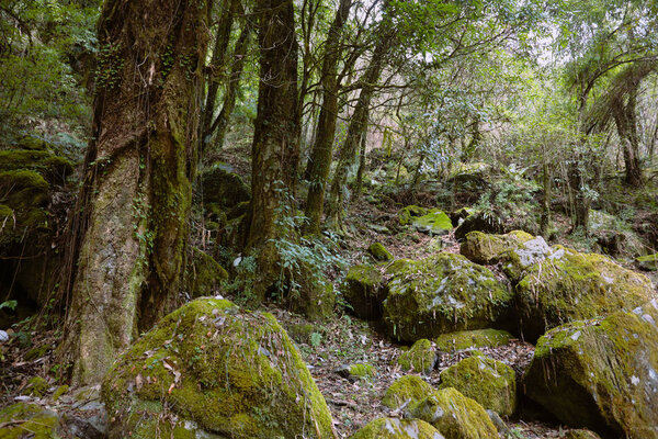 Rainforest in Himalaya mountains, Nepal. Stormy green vegetation with mosses and vines