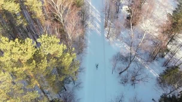 Stock Vídeoskiers Passeio Corrida Esqui Através Floresta Vista Cima Fotografia — Vídeo de Stock