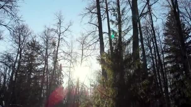 Kvadrokoptéra Zvedne Odstraňuje Panorama Zimní Les Paprsek Zasáhne Fotoaparát — Stock video