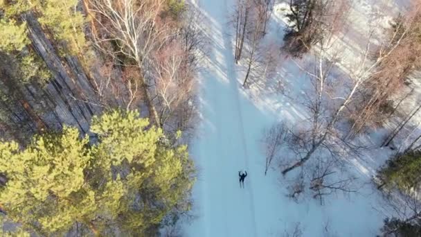 Запасные Видеолыжники Едут Лыжах Лесу Вид Сверху Аэрофотосъемка Солнечный Зимний — стоковое видео