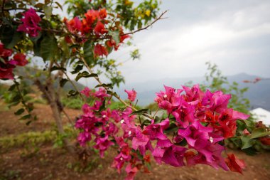 Himalayalar kutsal yerlerde. Buda Manastırı tür resimler Pokhara şehir Nepal.