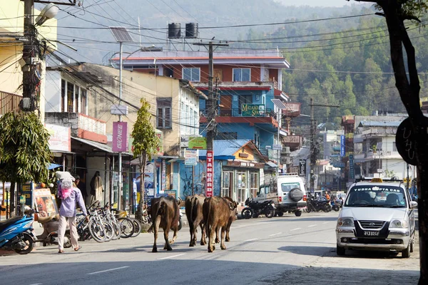尼泊尔 Pokhara 市的物种图片 普通尼泊尔人的生活 — 图库照片