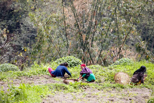 Personer Nepal Jobbet Stads Bilder — Stockfoto