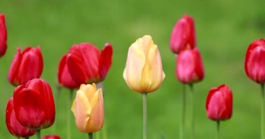 Yeşil çim bir arka plan üzerinde yağmurda güzel sarı ve kırmızı lale çiçekleri