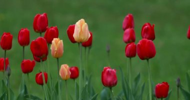 Yeşil çim bir arka plan üzerinde yağmurda güzel sarı ve kırmızı lale çiçekleri