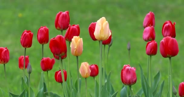 Krásný Žlutý Červený Tulipán Květiny Dešti Pozadí Zelené Trávy — Stock video