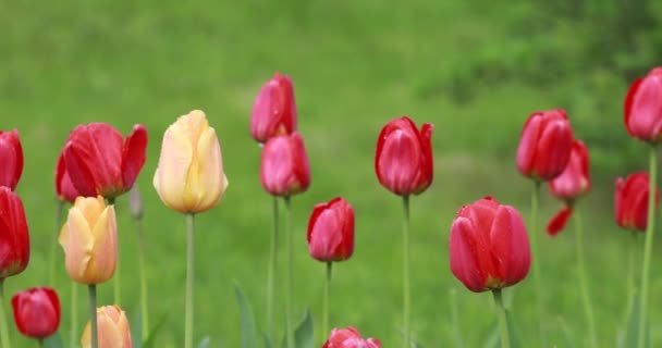 Hermosas Flores Tulipán Amarillo Rojo Lluvia Sobre Fondo Hierba Verde — Vídeo de stock