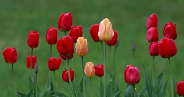 美丽的黄色和红色的郁金香花在雨中绿草的背景 — 图库视频影像