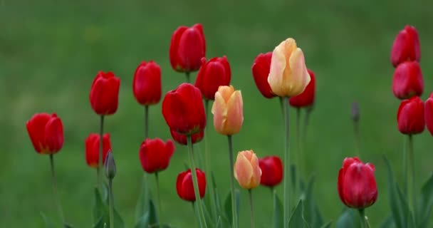 Mooie Gele Rode Tulp Bloemen Regen Een Achtergrond Van Groen — Stockvideo