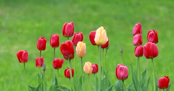 緑の草を背景に雨の中で美しい黄色と赤のチューリップの花 — ストック動画