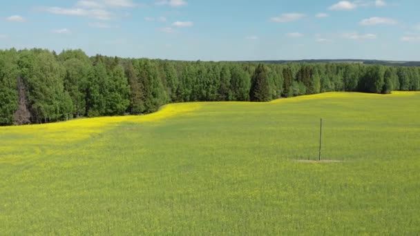 Vista Superior Dos Campos Floração Floresta Tiroteio Quadricóptero — Vídeo de Stock