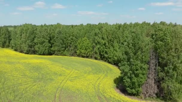 Top Uitzicht Bloeiende Velden Bos Schieten Vanaf Een Quadrocopter — Stockvideo