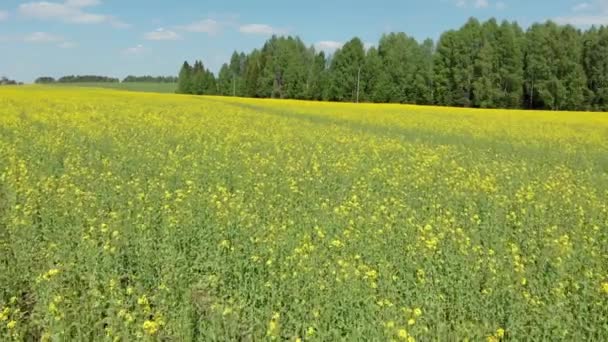 Topputsikt Över Blommande Fält Och Skog Skytte Från Quadcopter — Stockvideo