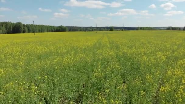 Virágzási Mezők Erdő Felülnézete Fényképezés Egy Quadcopter — Stock videók