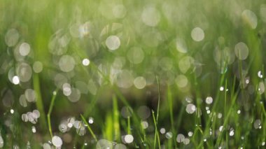 Bokeh çiy yeşil çim üzerinde damla