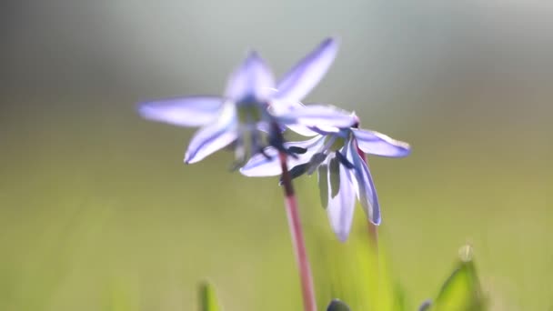 Blauwe Delicate Bloem Een Ingelijste Achtergrond — Stockvideo