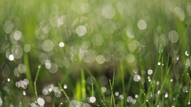 绿草上的露珠 — 图库视频影像