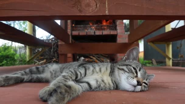 Mały Kociak Śpi Podłodze Altanie Tle Płonącego Ognia Kominku — Wideo stockowe