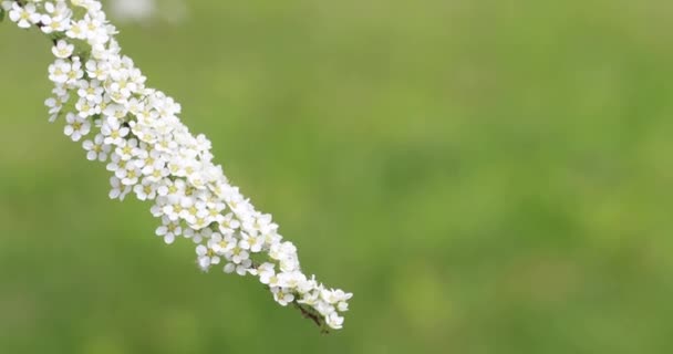 Mooie Bloeiende Witte Takken Van Struiken — Stockvideo