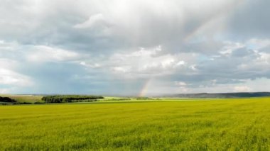 Gökkuşağı görünümü ile sarı alanlar üzerinde uçan. Güneşli yağmurlu yaz günü. Quadcopter hava fotoğrafçılığı