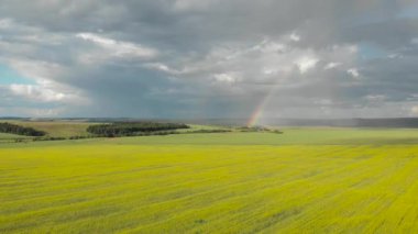 Sarı üzerinde gökkuşağı etrafında uçan. Güneşli yağmurlu yaz günü. Quadcopter hava fotoğrafçılığı