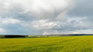 Gökkuşağı görünümü ile sarı alanlar üzerinde uçan. Güneşli yağmurlu yaz günü. Quadcopter hava fotoğrafçılığı