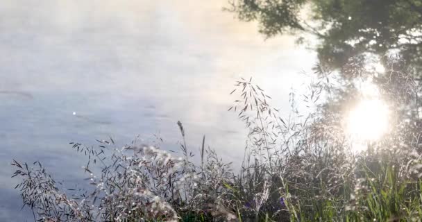 Niebla Río Mañana Verano Soleada — Vídeos de Stock