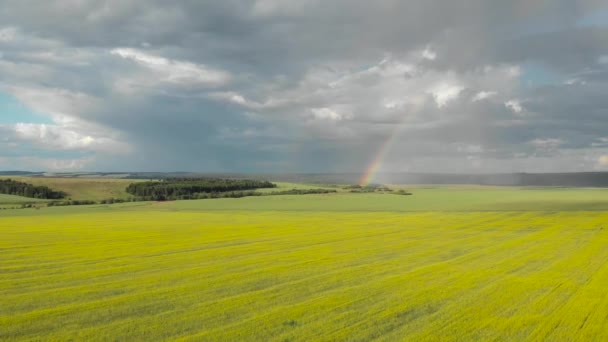 黄色の上を虹の周りを飛ぶ 晴れた雨の夏の日 クワッドコプターからの航空写真 — ストック動画