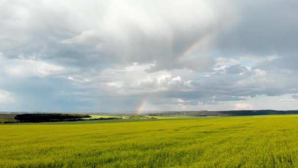 虹を眺めながら黄色い野原を飛ぶ 晴れた雨の夏の日 クワッドコプターからの航空写真 — ストック動画