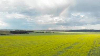 Gökkuşağı görünümü ile sarı alanlar üzerinde uçan. Güneşli yağmurlu yaz günü. Quadcopter hava fotoğrafçılığı