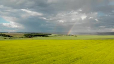 Gökkuşağı görünümü ile sarı alanlar üzerinde uçan. Güneşli yağmurlu yaz günü. Quadcopter hava fotoğrafçılığı