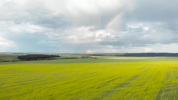 Lentää Keltaisten Peltojen Yli Sateenkaaren Näköalalla Aurinkoinen Sateinen Kesäpäivä Antenni — kuvapankkivideo