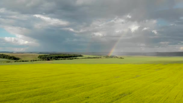 Fliegen Über Die Gelben Felder Mit Blick Auf Den Regenbogen — Stockvideo