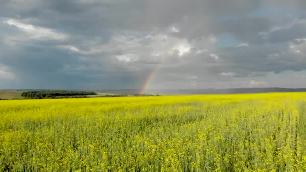 Flying Yellow Fields View Rainbow Sunny Rainy Summer Day Aerial — Stock Video