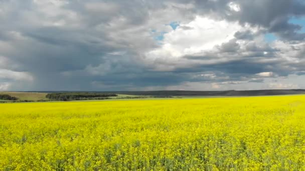 Vue du dessus des champs à fleurs jaunes. Paysage agricole et rural. Photographie aérienne de quadcopter 