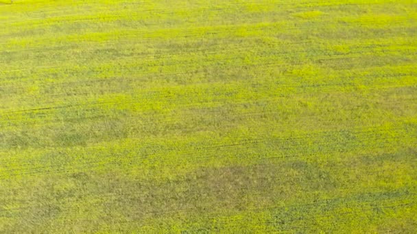 Blick Von Oben Auf Die Gelben Blühenden Felder Landwirtschaftliche Ländliche — Stockvideo