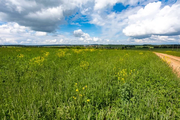 緑の牧草地や野原を通る田舎道 晴れた夏の日 — ストック写真