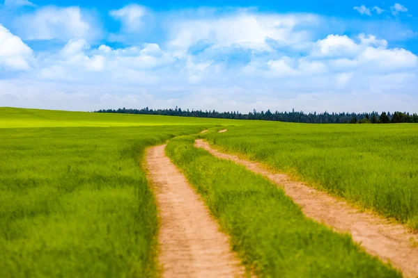 Landstraße Die Durch Grüne Wiesen Und Felder Führt Sonniger Sommertag — Stockfoto